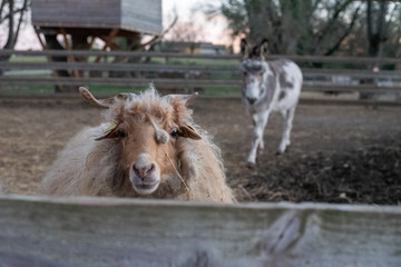 Mouton à poil long et âne