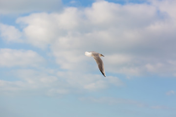 Seagull in flight against a blue sky, ascending with wings spread