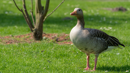 goose on the meadow