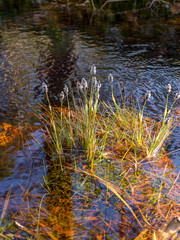 bog landscape in early spring, first spring plants