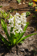 Fototapeta premium Lovely white-colored hyacinths in a spring garden.