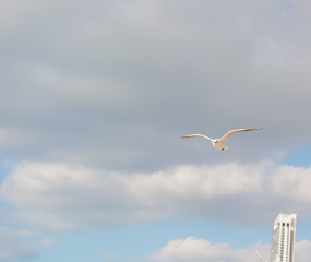 Seagull in flight against a blue sky, ascending with wings spread