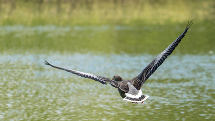 flying goose over  a lake on a sunny day