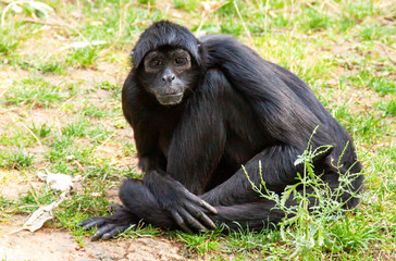 Atèle noir de face