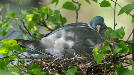 dove on the nest in a tree