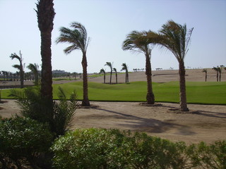 Obraz premium Palms in desert