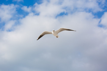 Seagull in flight against a blue sky, ascending with wings spread
