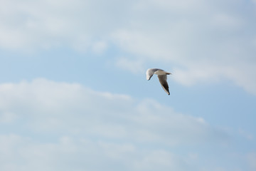 Seagull in flight against a blue sky, ascending with wings spread