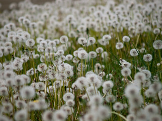 Fototapeta premium dandelion field