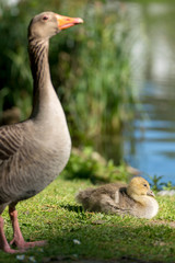 goose baby near a lake