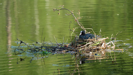 breeding bird on a nest floating on water