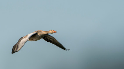 flying wild goose on a cloudy day
