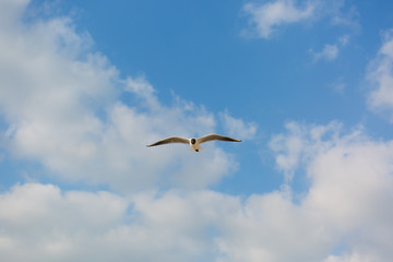 Seagull in flight against a blue sky, ascending with wings spread