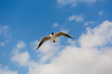 Seagull in flight against a blue sky, ascending with wings spread