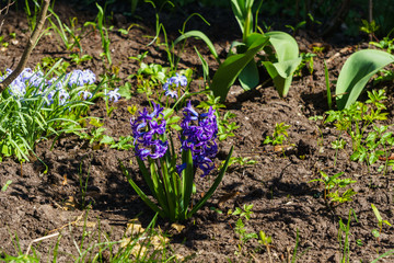 Lovely purple hyacinths in a spring garden.