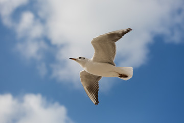 Seagull in flight against a blue sky, ascending with wings spread