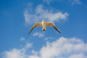 Seagull in flight against a blue sky, ascending with wings spread