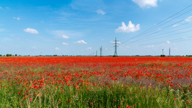 beautiful field of poppies and blue sky landscape