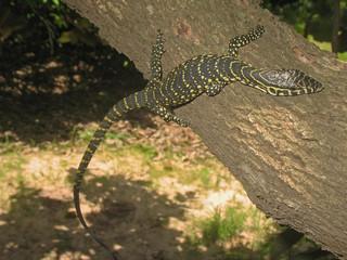 Juvenile Nile monitor (Varanus niloticus). This reptile is a large member of the monitor family (Varanidae) found throughout most of Sub-Saharan Africa and along the Nile. Specimen from the Casamance 
