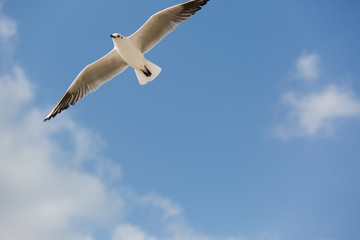 Seagull in flight against a blue sky, ascending with wings spread