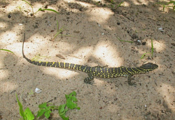 Juvenile Nile monitor (Varanus niloticus). This reptile is a large member of the monitor family (Varanidae) found throughout most of Sub-Saharan Africa and along the Nile. Specimen from the Casamance 