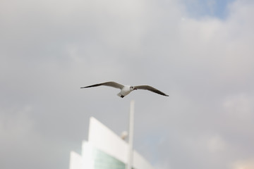 Seagulls in flight against the background of the sights of the old city, Charles Bridge and view to Vltava River, Prague Castle, Prague, Czech Republic.