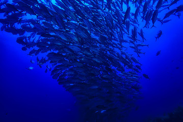 many Caranx underwater / large fish flock, underwater world, ocean ecological system