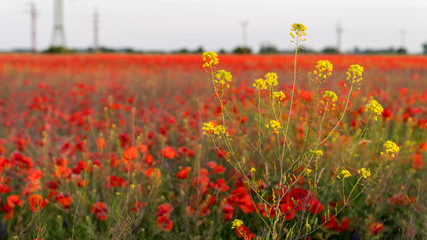 beautiful field of poppies with a yellow flower in the front 