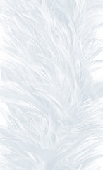 Obraz premium Beautiful white feather wooly pattern texture background