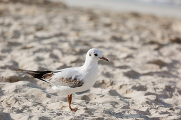Seagulls on the beach in Hermosa watching the waves break on the shore waiting for food