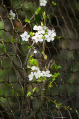 White flowers of cherry plum with yellow stamens on a branch in the spring garden.
