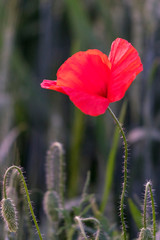 red poppy flower in the sunset