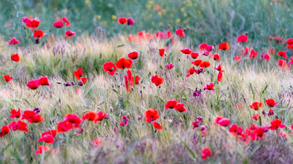 poppy field in the sunset