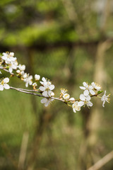White flowers of cherry plum with yellow stamens on a branch in the spring garden.