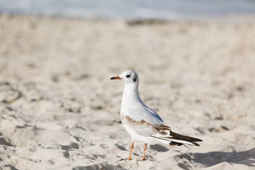 Seagulls on the beach in Hermosa watching the waves break on the shore waiting for food