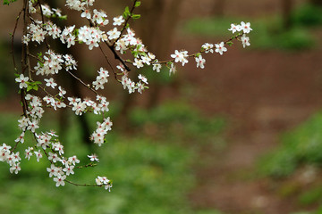 spring in the park