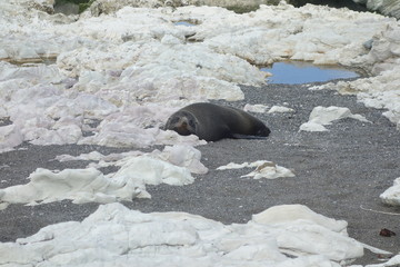 Fototapeta premium Seal