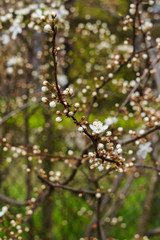White flowers of cherry plum and flower buds on a branch in a spring garden.