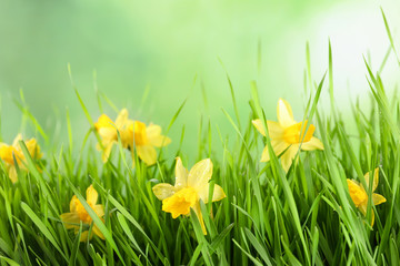 Bright spring grass and daffodils with dew against blurred background