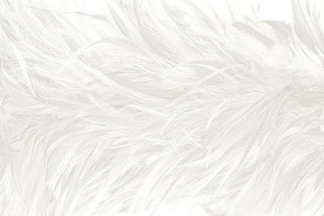 Fototapeta premium Beautiful white feather pattern texture background