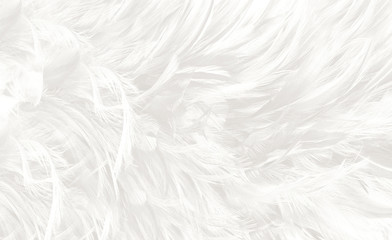 Beautiful white feather wooly pattern texture background