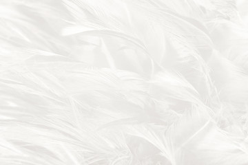 Beautiful white feather wooly pattern texture background