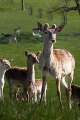 Interested deer walks towards one - Interessiertes Reh lauft auf einem zu