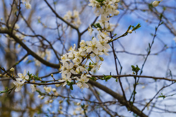 White flowers of cherry plum with yellow stamens on a branch in the spring garden.