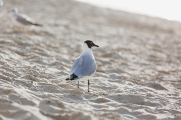 Seagulls on the beach in Hermosa watching the waves break on the shore waiting for food