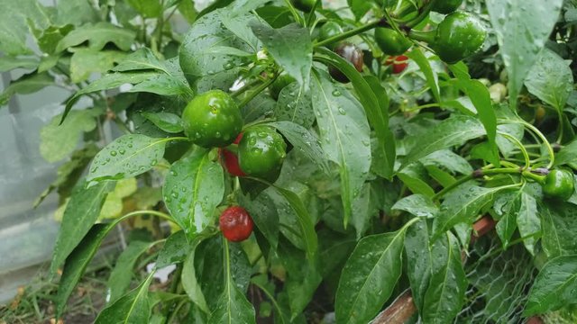 Home gardening - Hot mini red peppers being checked or inspected while growing in back yard garden,
