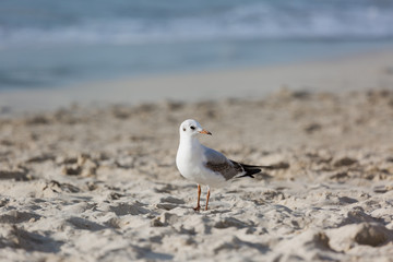 Seagulls on the beach in Hermosa watching the waves break on the shore waiting for food