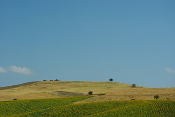 Agricultural landscape with crops of wheat and sunflowers