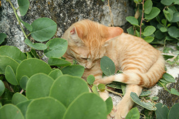 Ginger cat lies among green plants