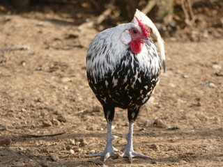 free range chicken